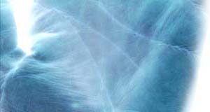  Palmistry , art of Palm reading